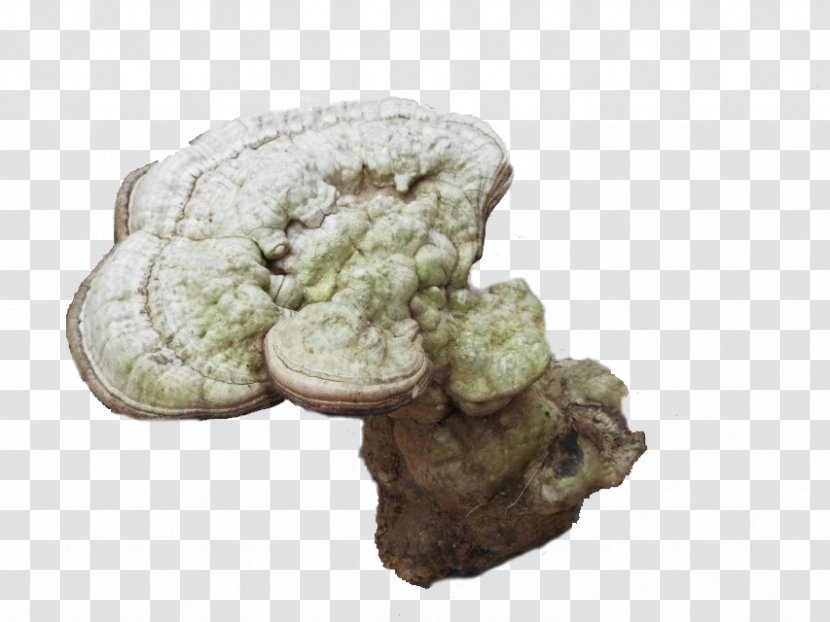 White Wild Ganoderma Lucidum - Electronic System For Travel Authorization - Resource Transparent PNG