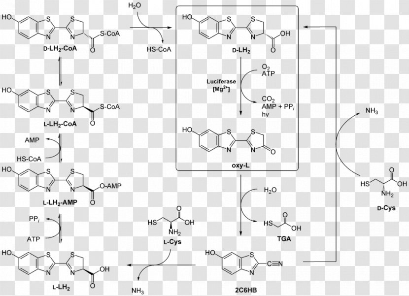 Structural Formula Chemistry Chemical Space-filling Model Natta Projection - Parallel - Plot Transparent PNG