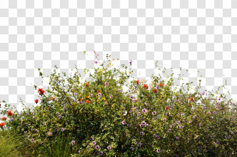 Wildflower Desktop Wallpaper - Editing - Bush Transparent PNG