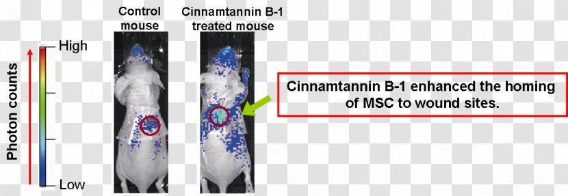 Ski Bindings Brand Font - Binding - Flow Cytometry Bioinformatics Transparent PNG