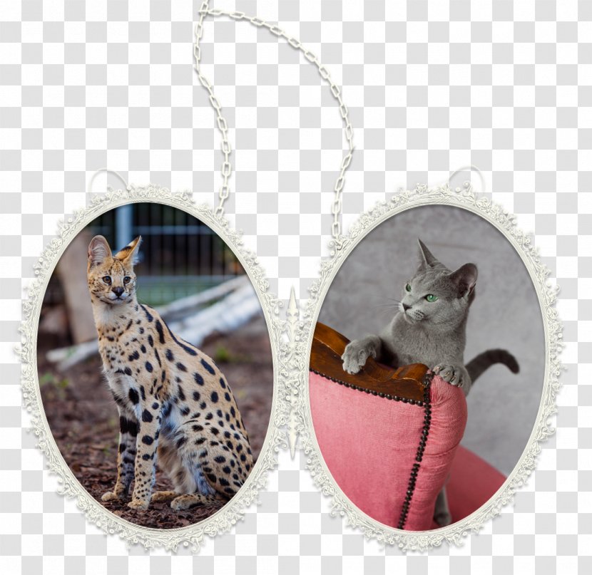 Russian Blue Serval Cat - Poland - KotyLeona Necklace PendantNecklace Transparent PNG