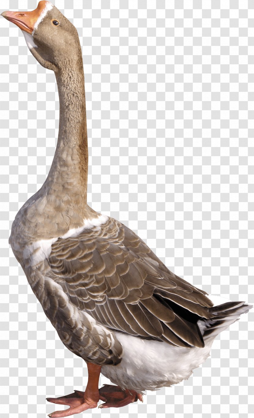 Goose Duck Clip Art - Image Transparent PNG