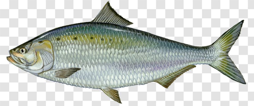 American Shad Fishing Alewife Fish Migration Transparent PNG