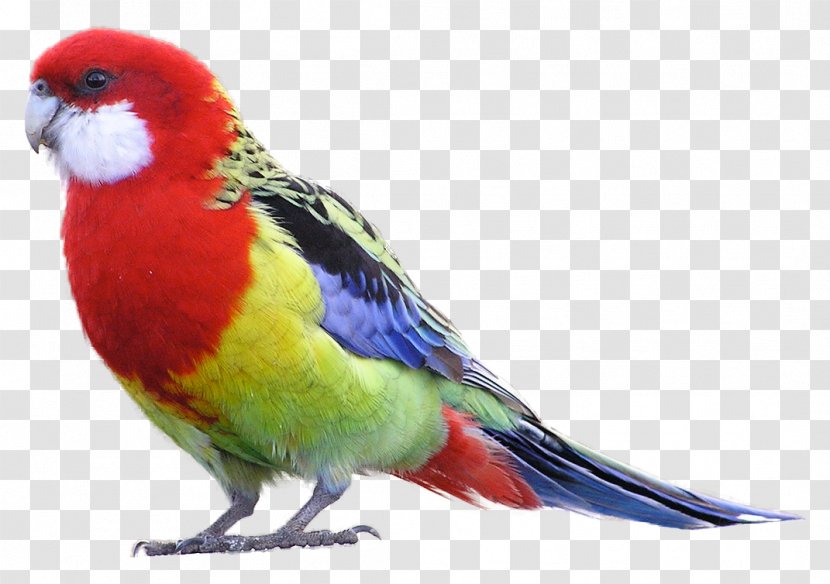 Bird Eastern Rosella Parrot Crimson Green - Feather - Birds Transparent PNG