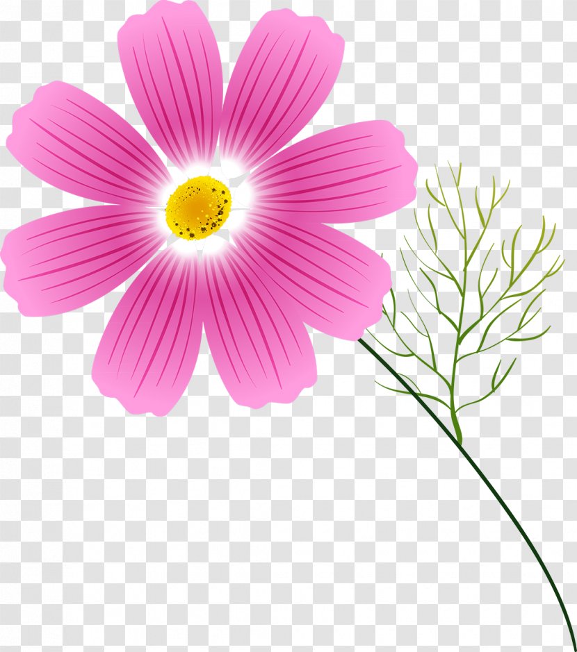 Cosmos Flower Annual Plant Clip Art Transparent PNG