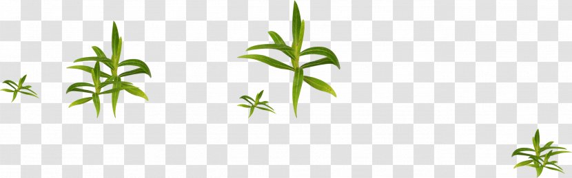 Grass Gratis - Herb Transparent PNG