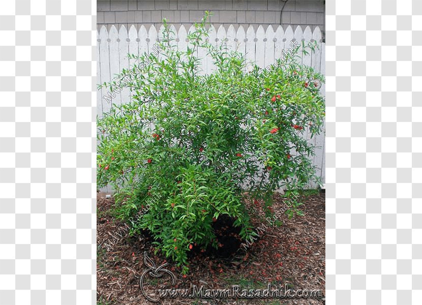 Tree Subshrub Herb Houseplant - Grass - Punica Granatum Transparent PNG