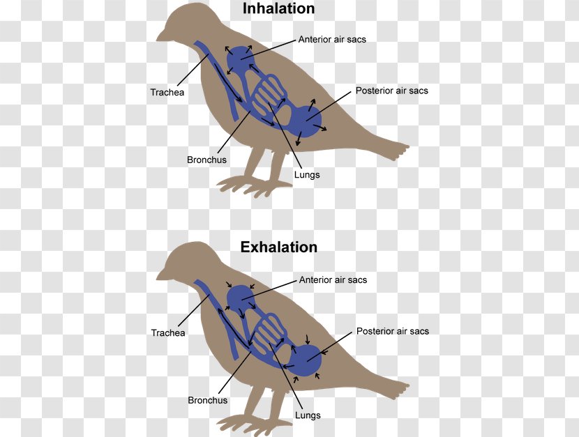 Bird Respiration Respiratory System Vertebrate Breathing - Art - Circulatory Transparent PNG