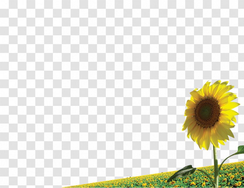 Common Sunflower Illustration - Floral Design Transparent PNG