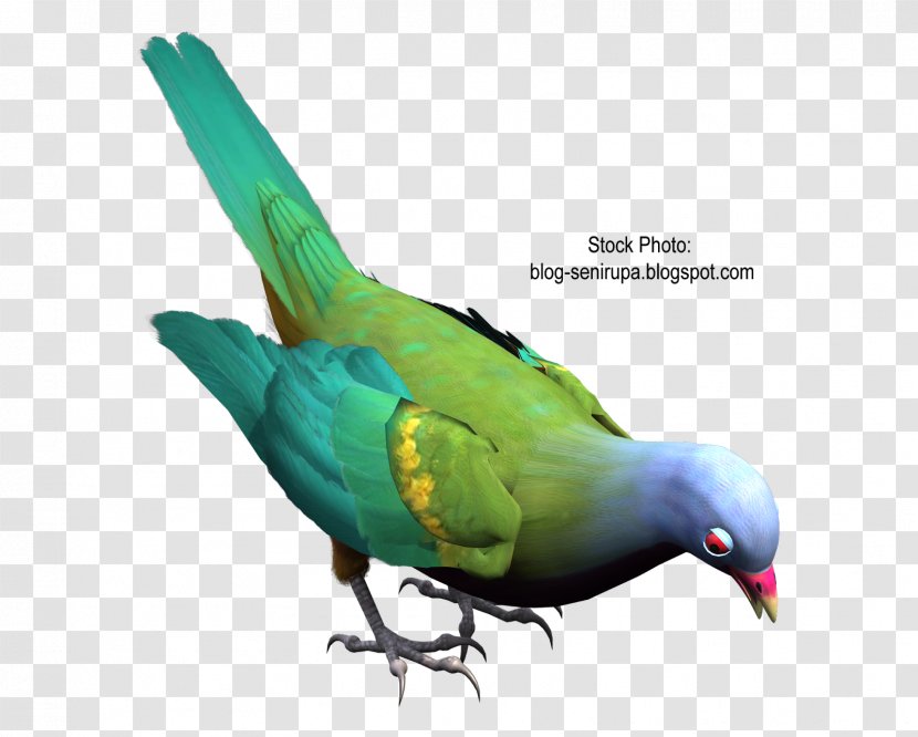 Macaw Art Parakeet Feather Beak - Bird - Seni Transparent PNG