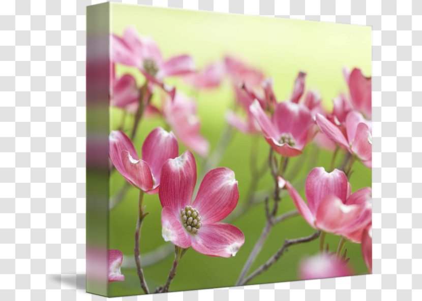 Flowering Dogwood Floral Design Bud Plant Stem - Flower Transparent PNG