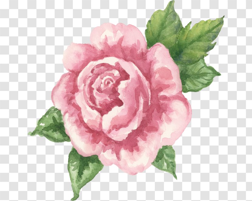 Garden Roses Centifolia Floribunda Best Borders Cut Flowers - Flower Transparent PNG