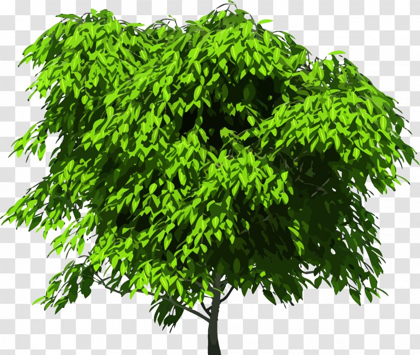 Tree Royalty-free Clip Art - Grass - Top View Transparent PNG