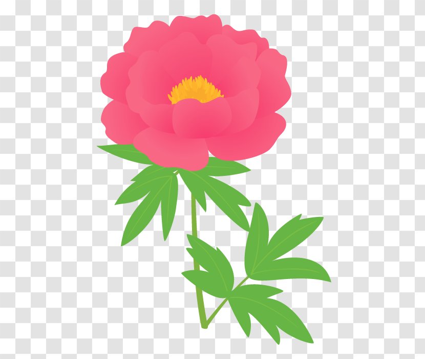 Garden Roses Chinese Peony Moutan Cut Flowers Transparent PNG