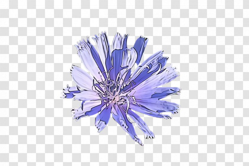 Lavender - Wildflower - Cut Flowers Transparent PNG
