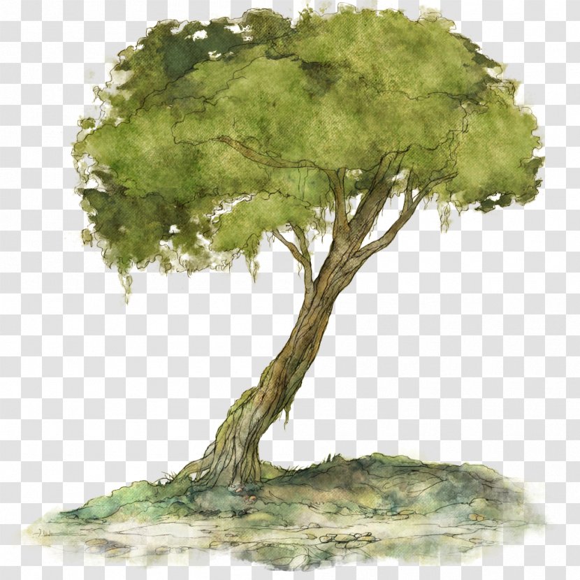 Child Of Light Woody Plant Tree Houseplant - Playground Transparent PNG