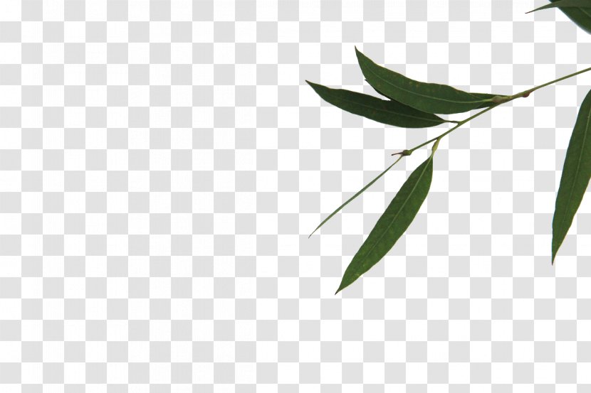 Green Leaf Bamboe Gratis - Tree - Bamboo Leaves Transparent PNG