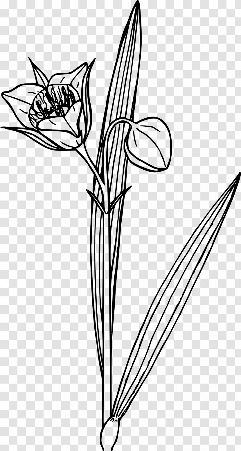 Drawing Photography - Black And White - Lily Of The Valley Transparent PNG