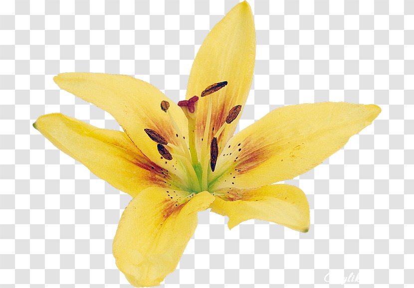 Lilium Yellow Flower Clip Art - Lily Transparent PNG