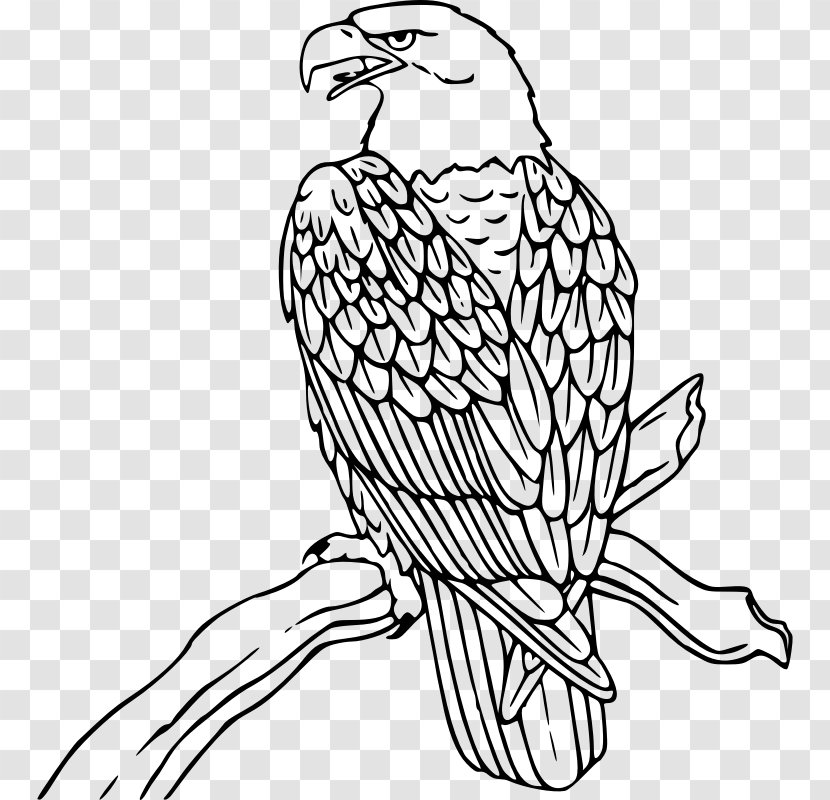 Bald Eagle Clip Art - Wing - Free Images Transparent PNG