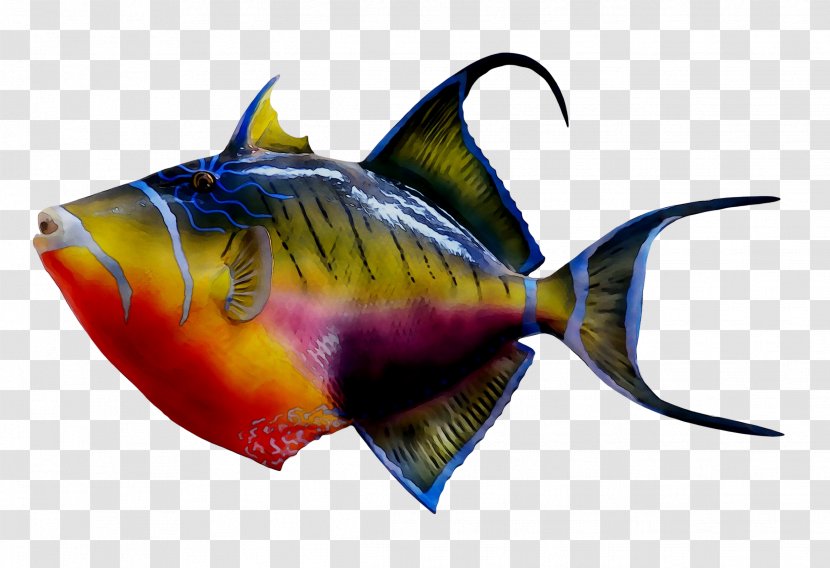 Coral Reef Fish Tropical Fishes Triggerfish - Bonyfish - Aquarium Transparent PNG
