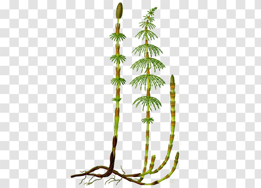 Field Horsetail Equisetum Palustre Vascular Plant Pratense - Burknar Transparent PNG