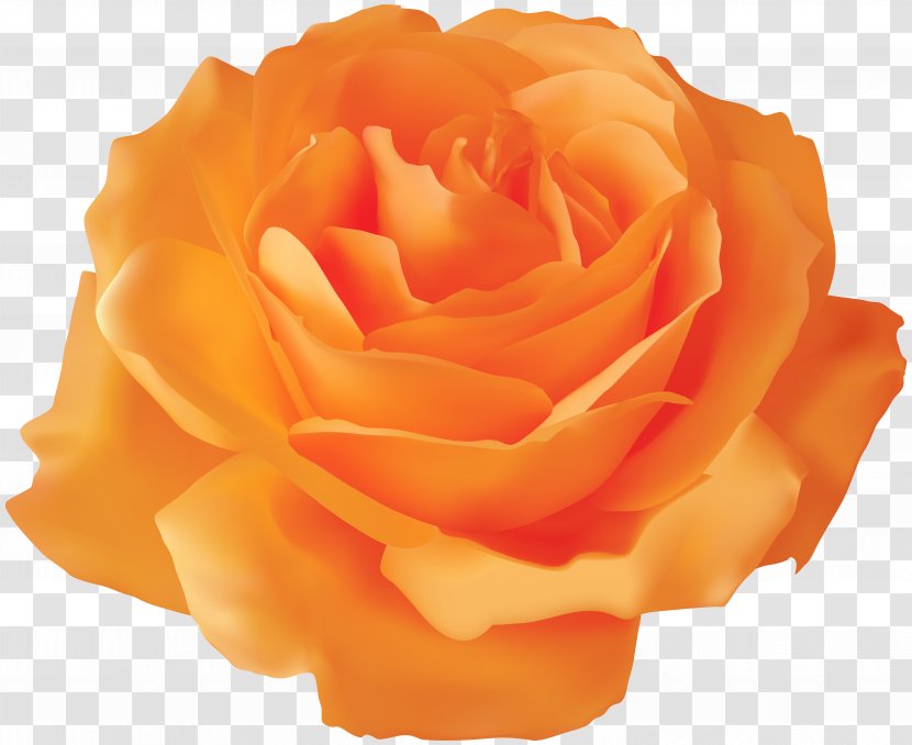 Blue Rose Clip Art - Cut Flowers - Orange Transparent Image Transparent PNG