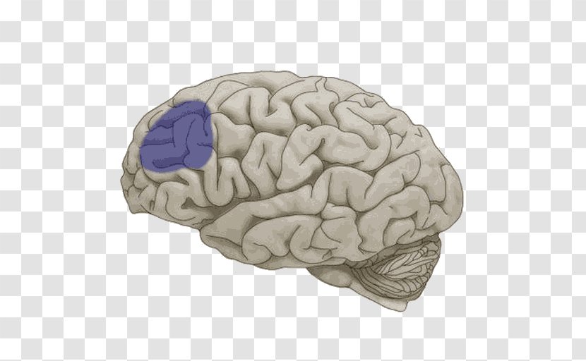 Lobes Of The Brain Frontal Lobe Temporal Cerebral Hemisphere - Tree Transparent PNG