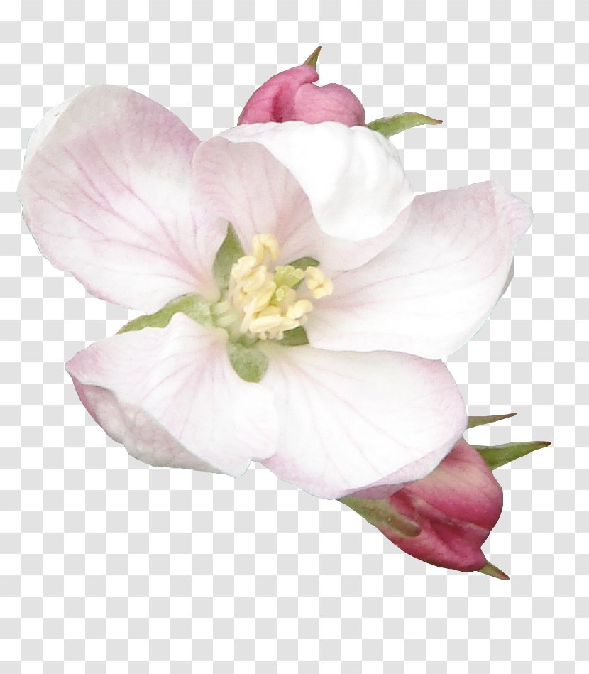 Photography Flower - Digital Photo Frame Transparent PNG