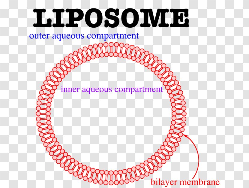 Liposome Lipid Bilayer Membrane Lipids Cell Transparent PNG