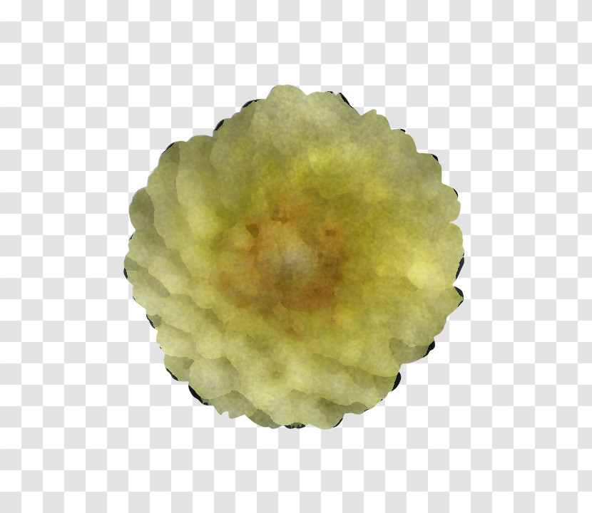 Yellow Plant Flower Perennial Plant Transparent PNG