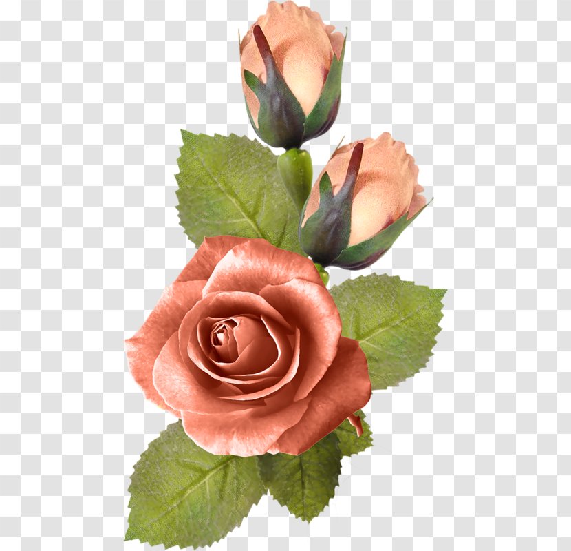 Flower Painting Rose Drawing - Google Images Transparent PNG