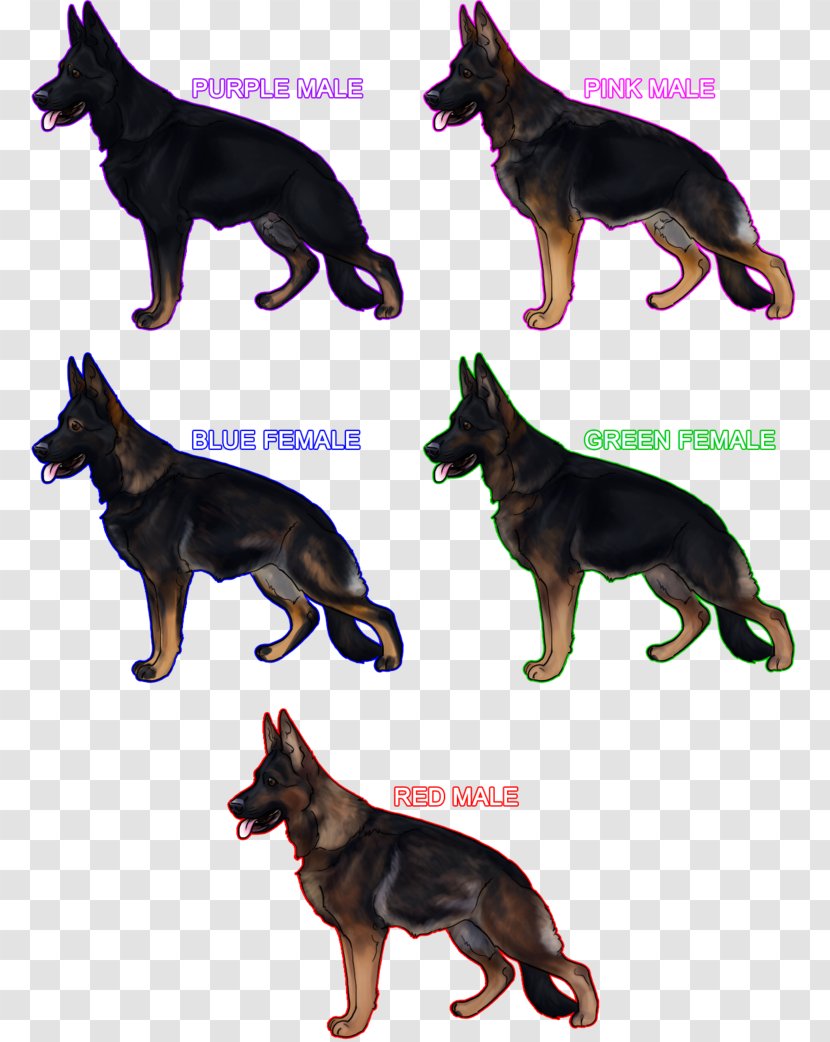 German Shepherd Kunming Wolfdog Australian Kelpie Lapponian Herder Dog Breed - Robbaz Transparent PNG