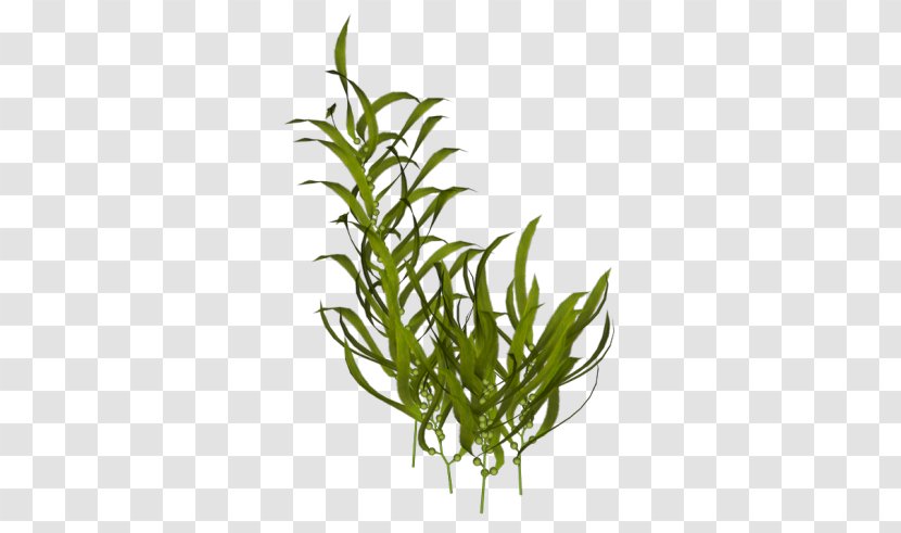 Algae Seaweed Aquatic Plants - Grass - Plant Transparent PNG