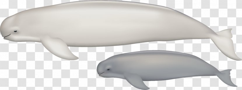 Tucuxi Common Bottlenose Dolphin Porpoise Fauna Marine Biology - Mammal Transparent PNG
