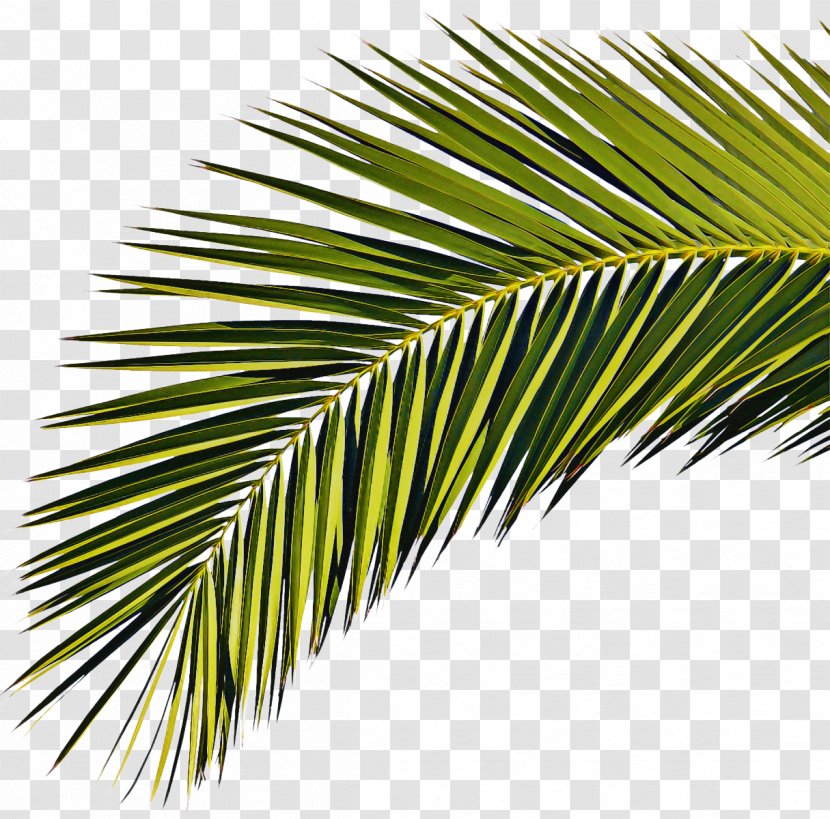 Palm Tree Background - Archontophoenix Cunninghamiana - Fir Evergreen Transparent PNG