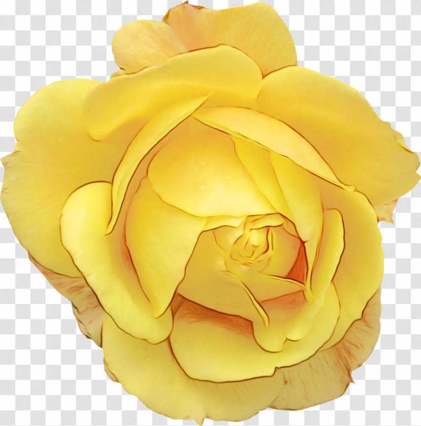 Garden Roses Cabbage Rose Floribunda Cut Flowers Yellow - Family Transparent PNG