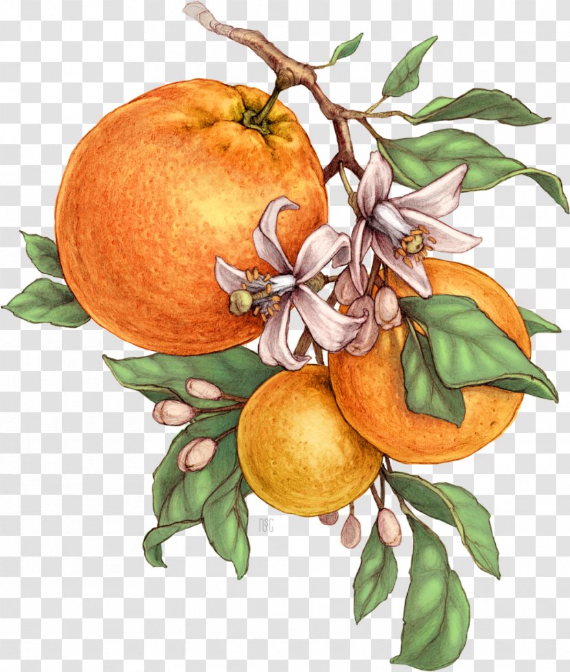 Bitter Orange Tangerine Mandarin Grapefruit Botanical Illustration - Fruit Juice Transparent PNG