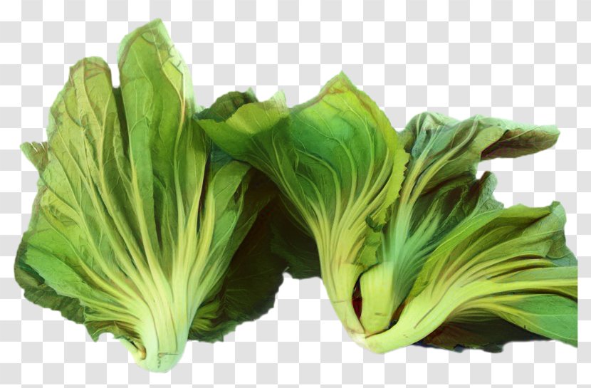 Plant Leaf - Flower - Chinese Cabbage Romaine Lettuce Transparent PNG