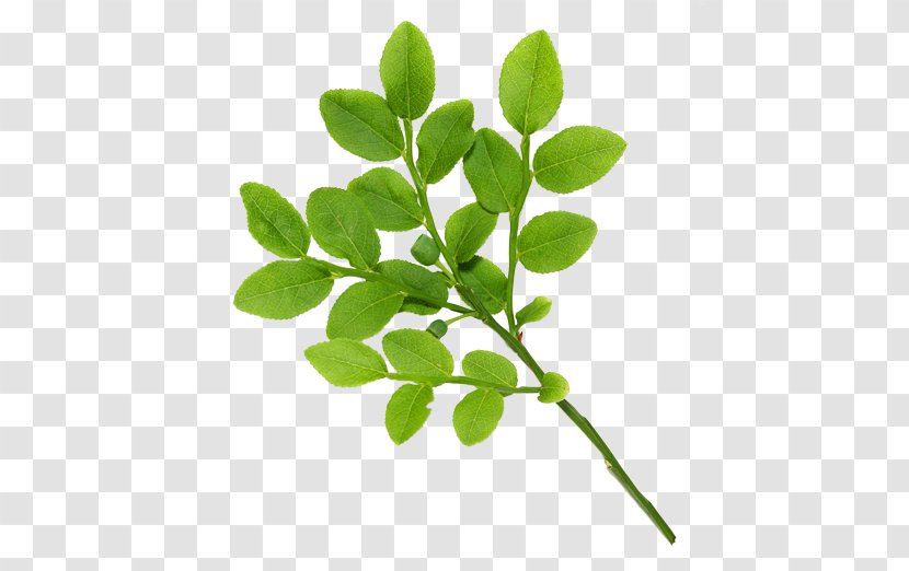Green Tea Leaf Tree - Real Leaves Transparent PNG