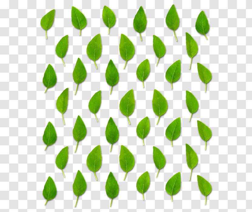 Leaf Plant Stem Petal Line Font - Tree - Basil Transparent PNG