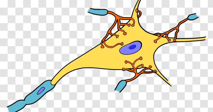 Neuron Nervous System Tissue Synapse Brain - Tree Transparent PNG