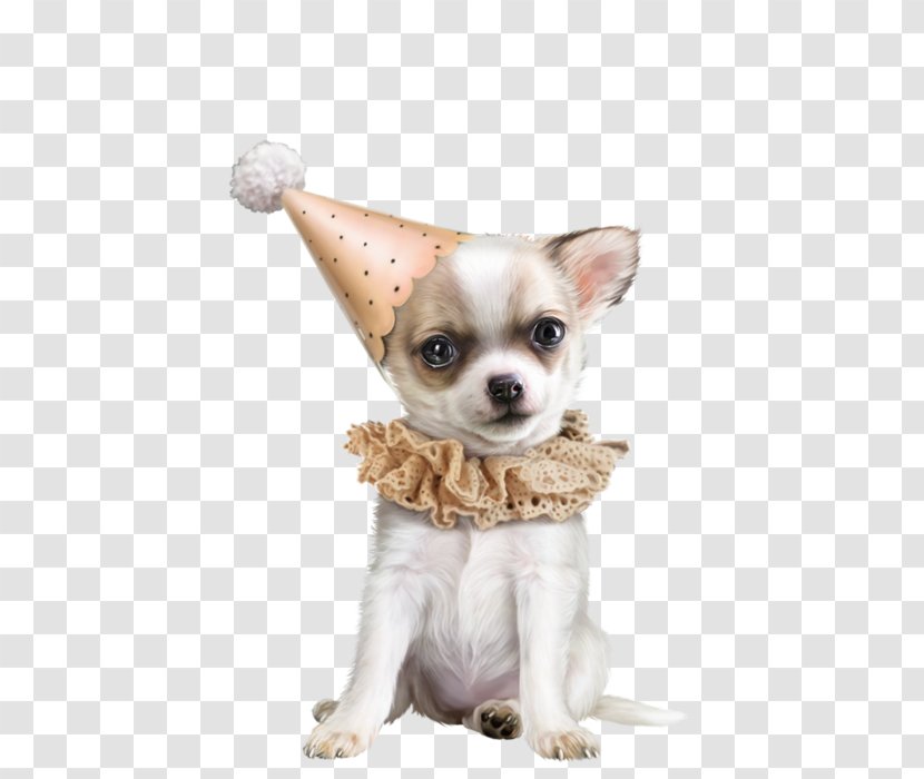 Chihuahua Dog Breed Clip Art - Clothes - Show Transparent PNG