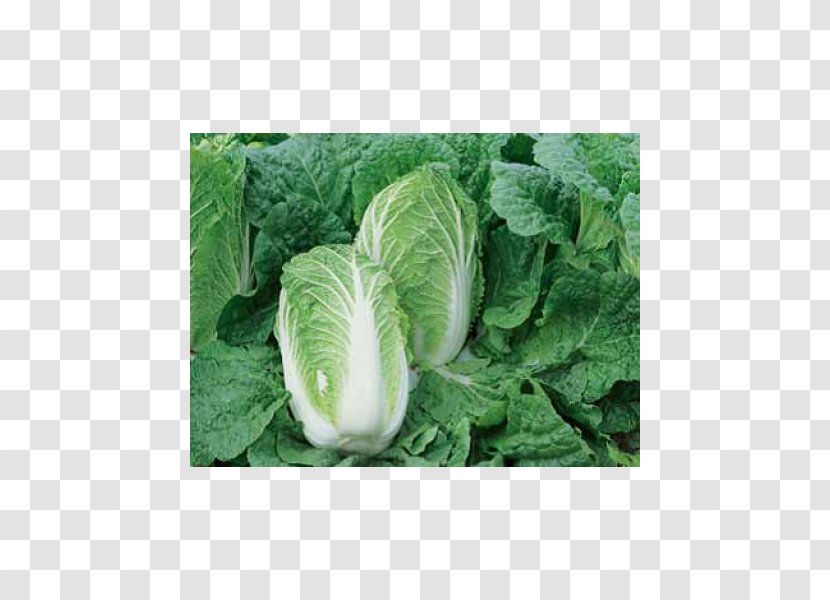 Napa Cabbage Price Seed Cauliflower Cultivar - Seedling Transparent PNG