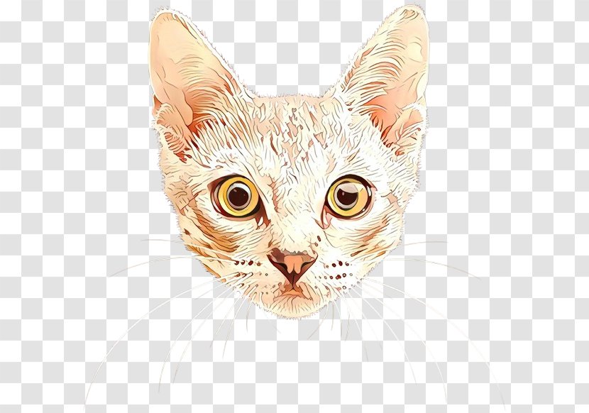 Cat Small To Medium-sized Cats Whiskers Tabby Head - Snout Transparent PNG