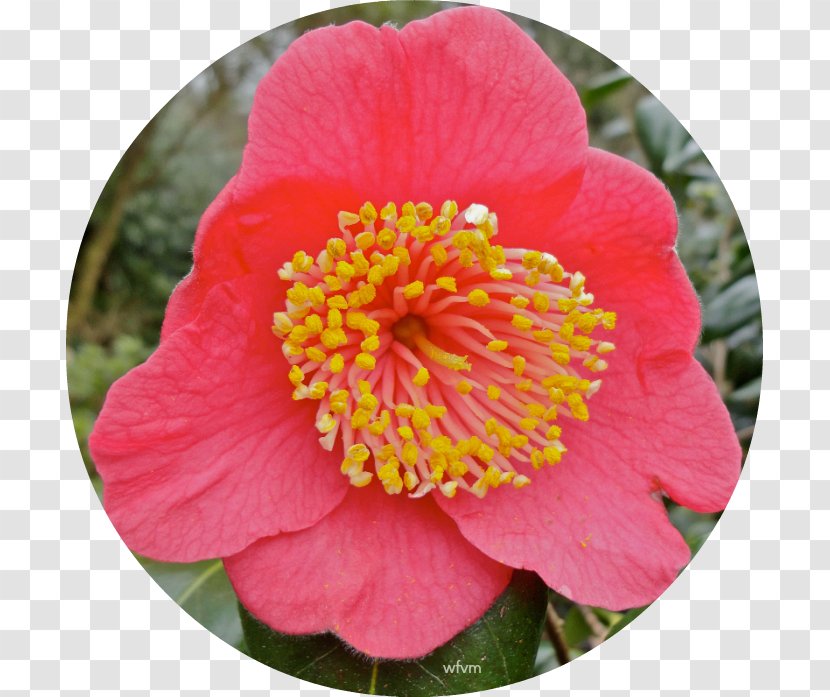 Japanese Camellia Sasanqua Begonia Annual Plant Petal Transparent PNG