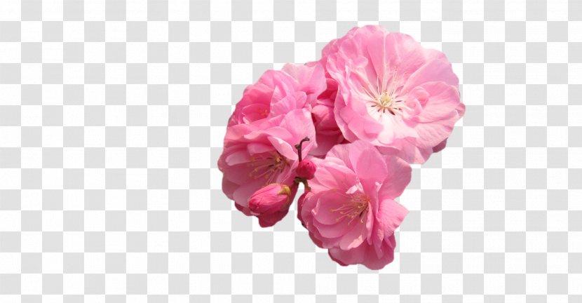 Peach Download Moutan Peony Google Images - Blossom - Creative Transparent PNG