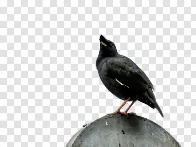 Bird Beak Blackbird Crow Raven Transparent PNG