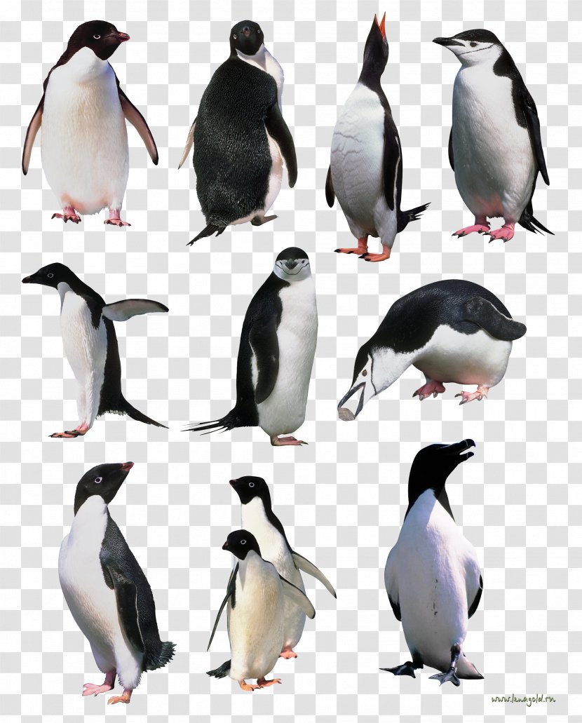 Penguins Image - Of Madagascar - Fauna Transparent PNG