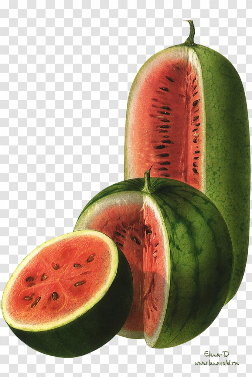 Watermelon Citrullus Lanatus Food Art - Drawing Transparent PNG
